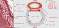 Cross section of a trachea and esophagus