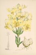 Lilium x testaceum.jpg