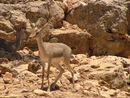 Mountain Gazelle.jpg