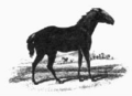 The Tarpan went extinct, due to sport hunting.