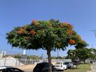 Bat Yam IMG 7727.jpg