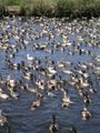 Ducks in a pond