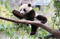 Xiao Liwu im San Diego Zoo - Foto 2.jpeg