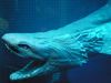 Frilled shark head2.jpg