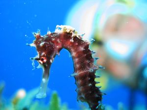 Thorny Seahorse with Jockey - Hippocampus jayakari.jpg
