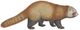 Ailurus fulgens - 1700-1880 - Print - Iconographia Zoologica - Special Collections University of Amsterdam -(white background).jpg