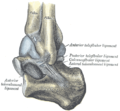 Capsule of left talocrura articulation (distended). Lateral aspect.
