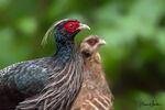 Kalij Pheasant (Male in the front & Female in the background).jpg