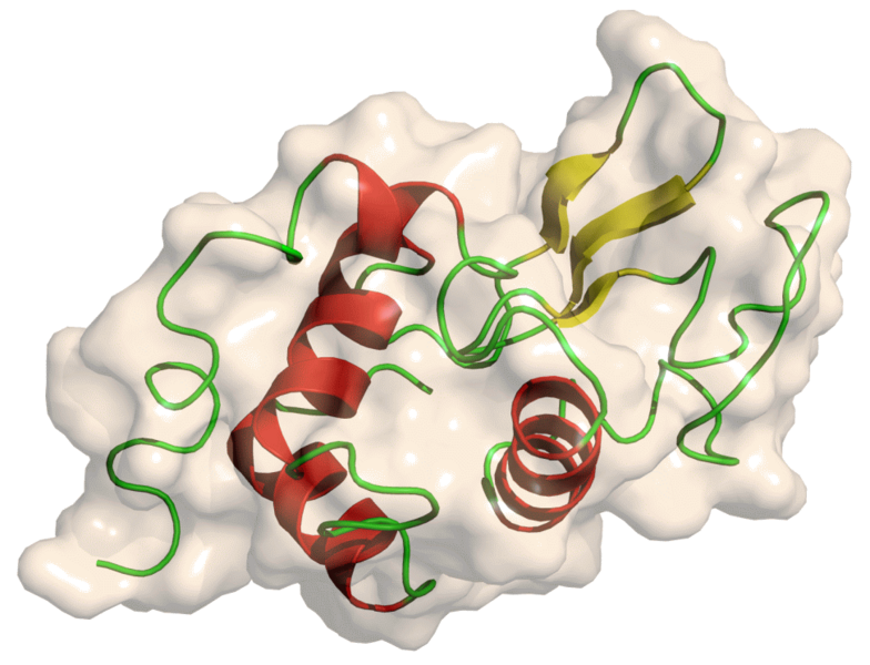 ملف:Lysozyme.png