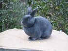 Satinkaninchen 009.jpg
