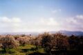 Batroumine olive forests