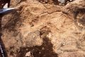 Ammonites and belemnites washed over a supratidal surface (calcretes and "teepees"); Middle Liassic of the High Atlas, Morocco.
