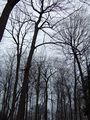 Maple and Oak (broadleaf, deciduous) forest in Wisconsin during winter.