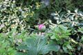 Peony bud