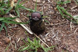 The beetle continues turning around.