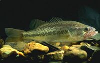 LargemouthBass.jpg