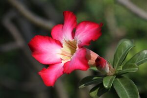 Adenium obesum (Forssk.) Roemer & Schultes (2).jpg