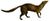 Smit.m.rhinogale.melleri.white.background.jpg