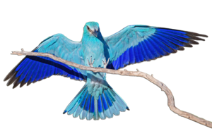 Coracias-garrulus-162.png