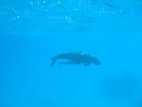 Dugong with attached remora (Lamen Island, Epi, Vanuatu)