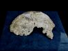 Homo erectus palaeohungaricus.JPG