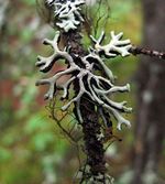 Hypogymnia cf. tubulosa with Bryoria sp. and Tuckermannopsis sp. in the Canadian Rockies