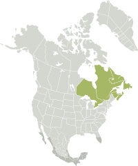 Nearctic-Ecozone-Eastern Canada.svg
