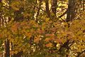 Acer grandidentatum branches.jpg