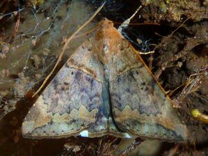 Achaea lienardi, Krantzkloof Natuurreservaat, b.jpg