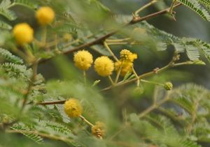 Babool (Acacia nilotica) flowers at Hodal W IMG 1163.jpg