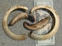 Tusks of a wild boar