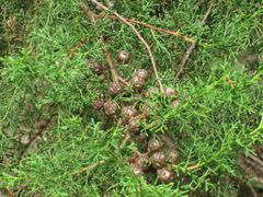 Cupressus lusitanica.jpg