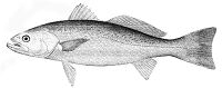 Cynoscion regalis (line art).jpg