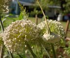 Two blooming flower heads