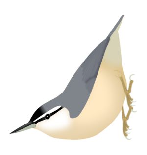 SittaLedanti.svg