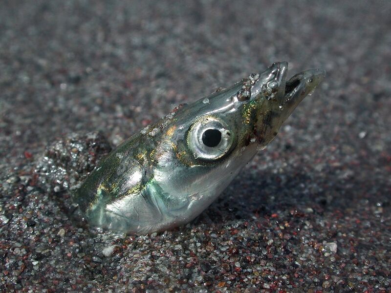 ملف:Ammodytes hexapterus.jpg