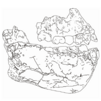Australopithecus deyiremeda.png