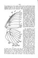Wing venation Charaxes