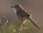 Common Babbler (Turdoides caudatus) in Hodal, Haryana W IMG 6317.jpg
