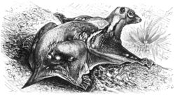 Kaguang-drawing.jpg