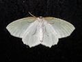 Underside of a moth