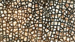 Old pottery surface, white glaze with mainly 90° cracks