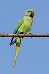 Rose-ringed parakeet (Psittacula krameri borealis) male Jaipur.jpg