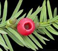 Taxaceae: the fleshy aril that surrounds each seed in the European yew (Taxus baccata) is a highly modified seed cone scale