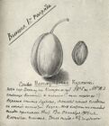 Страница из дневника И. В. Мичурина, 1904 год.
