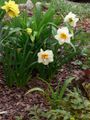Narcissus (orange and white)
