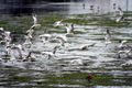 Terns, كاليفورنيا، الولايات المتحدة