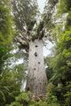 Tāne Mahuta, an Agathis australis in Waipoua Forest, the largest tree in New Zealand by volume