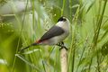 Black-crowned Waxbill - Kibale NP - Uganda H8O5208 (22987532335).jpg