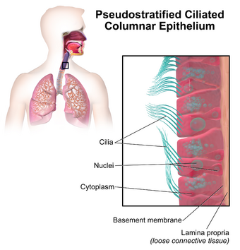 Blausen 0750 PseudostratifiedCiliatedColumnar.png